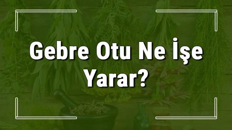 Gebre otu nedir, ne işe yarar ve nerede yetişir? Gebre otunun faydaları nelerdir ve neye iyi gelir