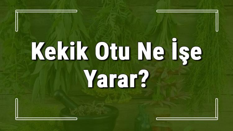 Kekik otu nedir, ne işe yarar ve nasıl kullanılır? Kekik otunun faydaları nelerdir ve neye iyi gelir