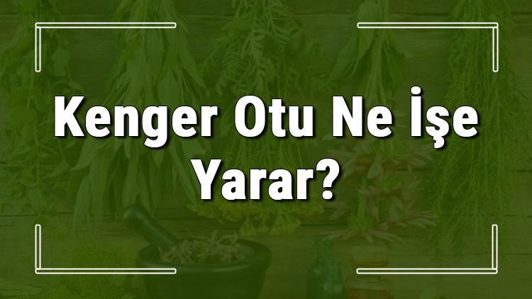 Kenger otu nedir, ne işe yarar ve nerede yetişir? Kenger otunun faydaları nelerdir ve neye iyi gelir