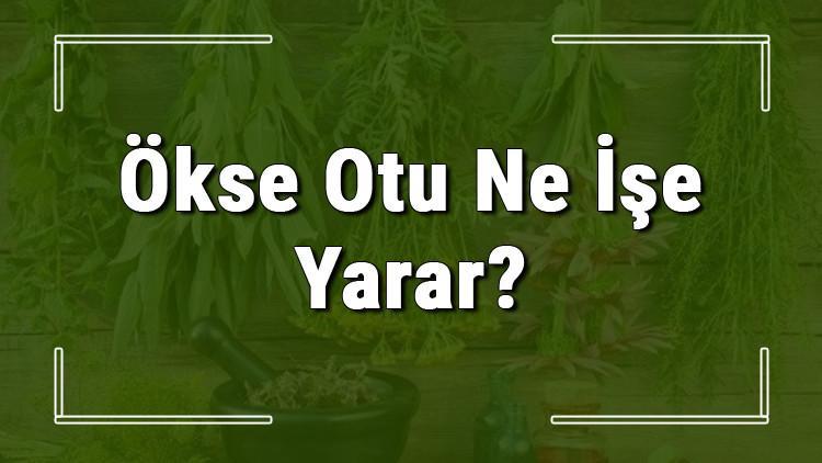 Ökse otu nedir, ne işe yarar ve nerede yetişir? Ökse otunun faydaları nelerdir ve neye iyi gelir
