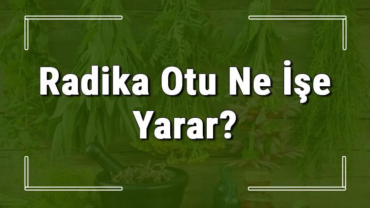 Radika otu nedir, ne işe yarar ve nerede yetişir? Radika otunun faydaları nelerdir ve neye iyi gelir