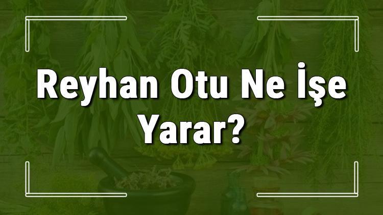 reyhan-otu-nedir-ne-i-e-yarar-ve-nerede-yeti-ir-reyhan-otunun-faydalar-nelerdir-ve-neye-iyi