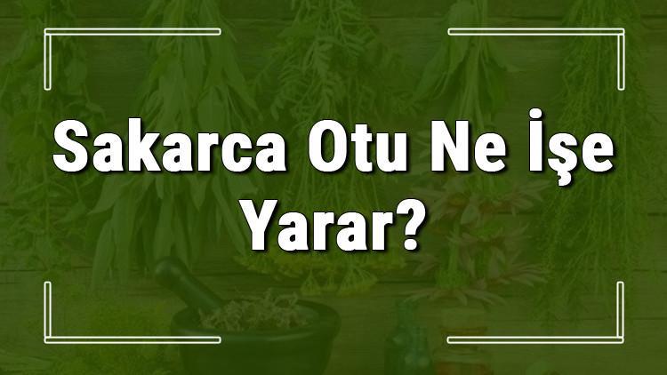 Sakarca otu nedir, ne işe yarar ve nerede yetişir? Sakarca otunun faydaları nelerdir ve neye iyi gelir