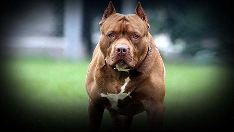 Tarım ve Orman Bakanlığından tehlike arz eden köpek ırkları genelgesi Tarım ve Orman Bakanlığından tehlike arz eden köpek ırkları genelgesi