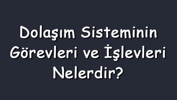 Dolaşım Sisteminin Görevleri Ve Işlevleri Nelerdir? (Maddeler Halinde)