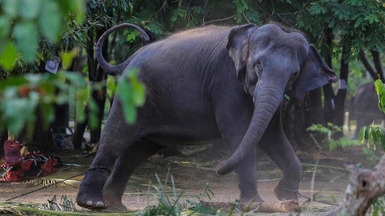 Sri Lanka'da plastik atıkları yutan 2 fil daha öldü - Haberler