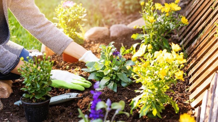 Daldırma Yöntemi Nedir? Daldırma Tekniği İle Bitki Çoğaltma Ve Üretme