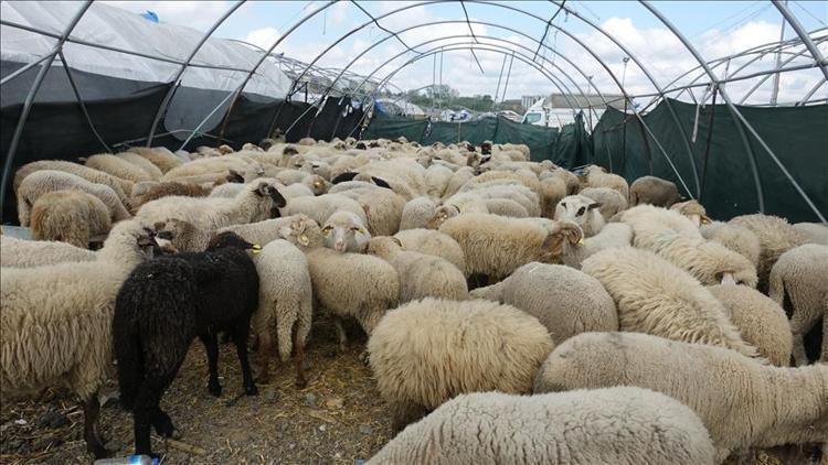 Kurban kesmek farz mı? Diyanet bilgisi - Son Dakika Flaş Haberler