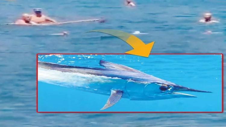 Paspasla kovalanan balık: Akdeniz Zarganası… Paspasla kovalanan balık: Akdeniz Zarganası…