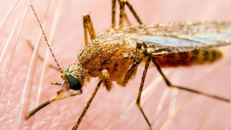 Sivrisinekler neden bazı insanları daha fazla ısırıyor