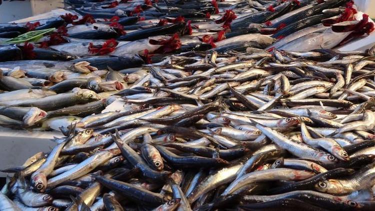Hamsi fiyatları geriledi - Son Dakika Ekonomi Haberleri