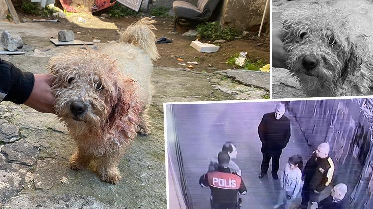 Mahallelinin maskotu köpek Polatı bıçakladılar