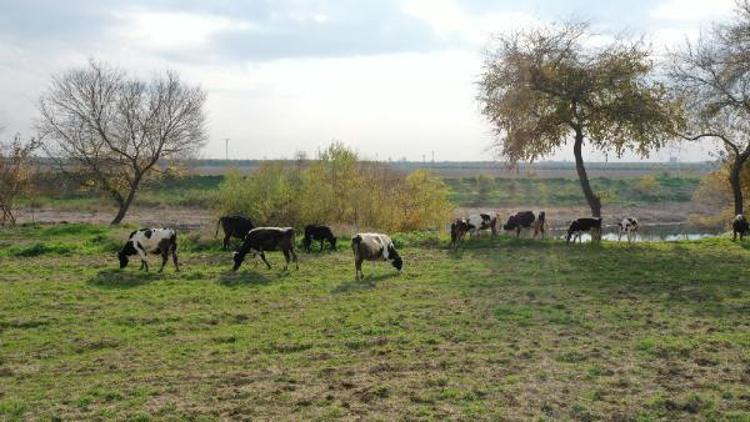 Seyhan Belediyesi’nden hayvancılığa çok yönlü destek