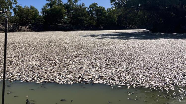 Avustralya’daki Darling Nehrinde yüz binlerce ölü balık bulundu