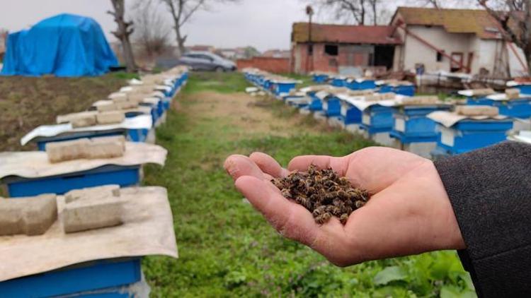 Bursada toplu arı ölümleri... Ziraat Odası Başkanından açıklama