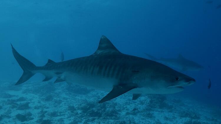 Mısır'daki kaplan köpek balığı saldırısı korkuttu... Ülkemize de gelir