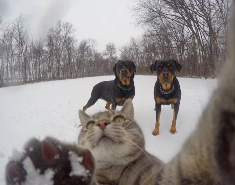 Selfie çeken kedi Manny Hayat Haberleri