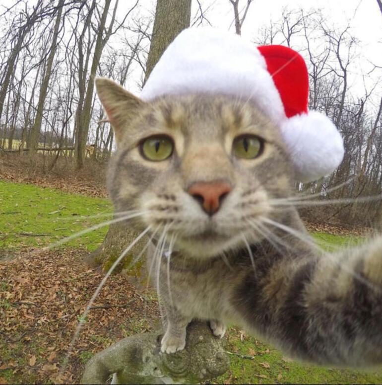 Selfie çeken kedi Manny Hayat Haberleri