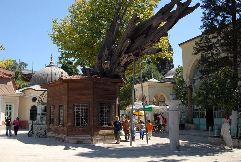 Türkiyenin en iyi 10 anıt ağacı