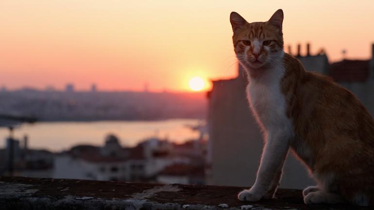 Istanbul Da Kedi Dunyada Ornegi Olmayan Bir Sey Son Dakika Magazin Haberleri