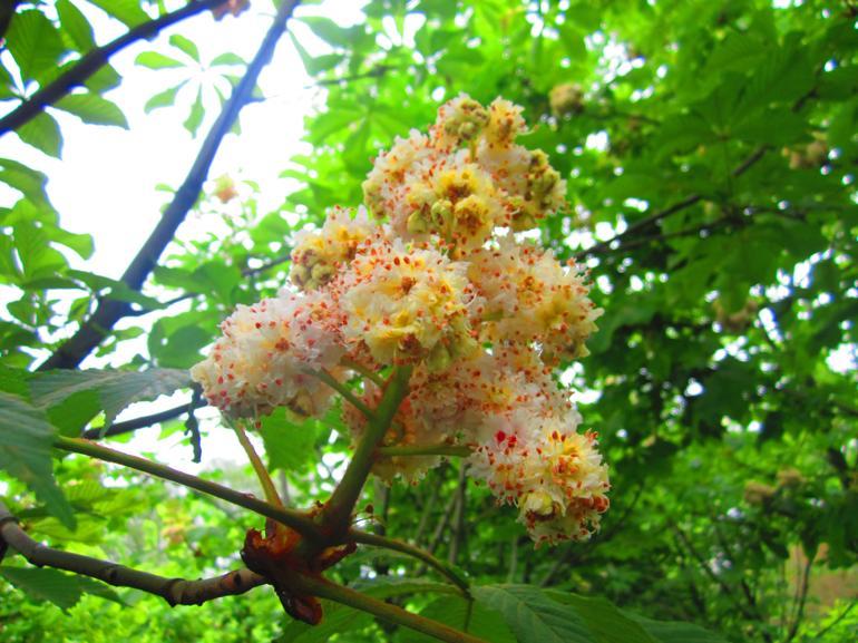 Şehirlerin tanınması gereken 10 ağacı