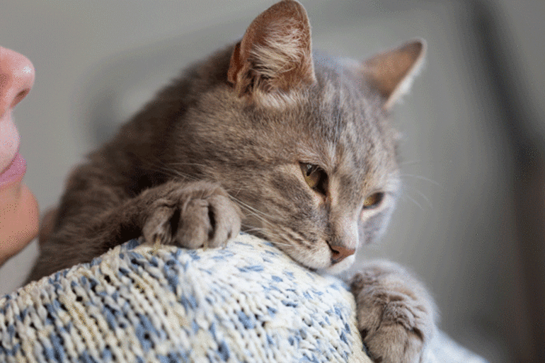 evde kedi besleyenlerin cok iyi bildigi 12 durum magazin haber