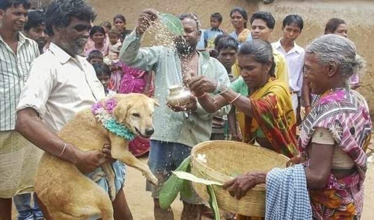 Hindistan’da ilginç bir gelenek: Köpekle evlenme festivali