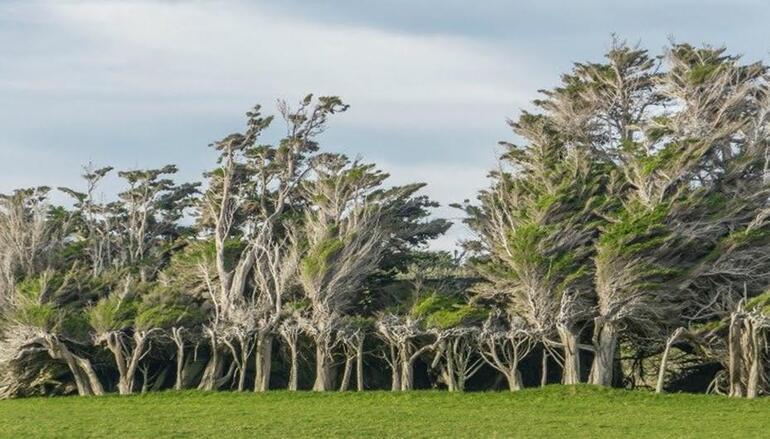 Dünyanın en güzel 10 ağacı