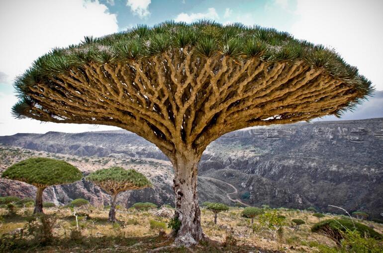 Dünyanın en güzel 10 ağacı