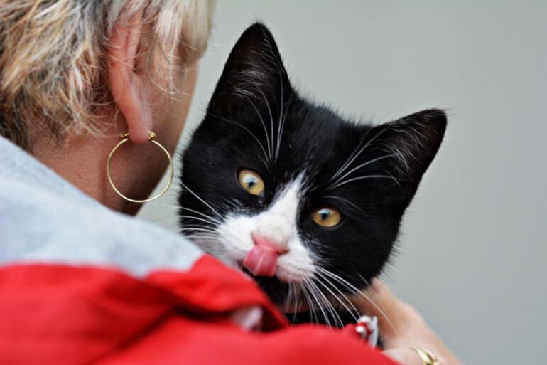 Bilim Nankor Degil Diyor Kediniz Sizi Mamadan Daha Cok Seviyor Magazin Haberleri