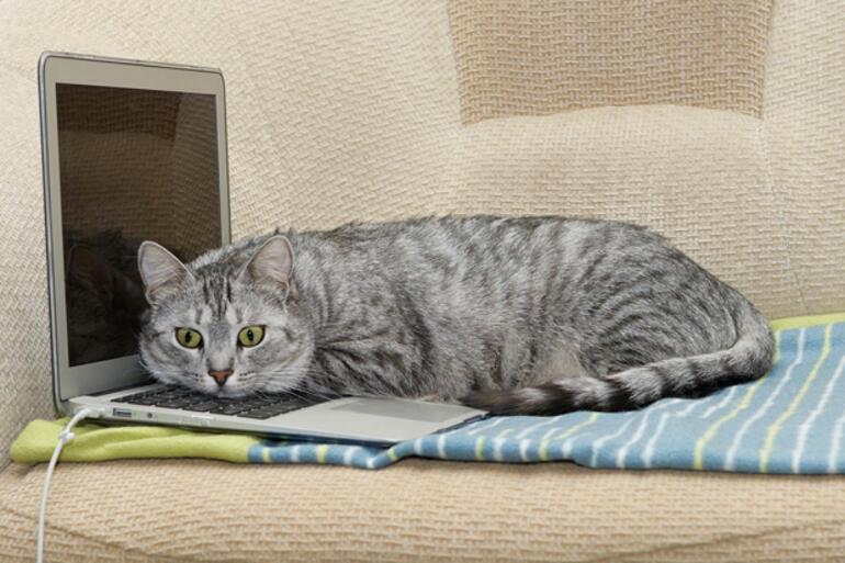 Kedilerin Hic Bir Sebep Yokken Yaptigi 14 Garip Hareket Son Dakika Magazin Haberleri