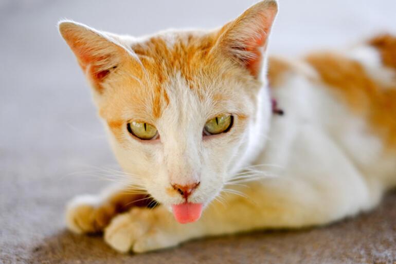 kedilerin hic bir sebep yokken yaptigi 14 garip hareket hayat haberleri