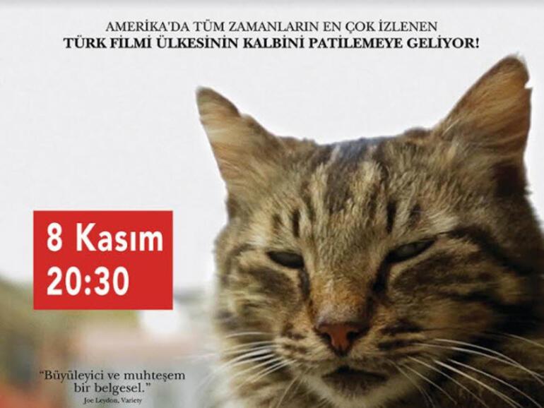 Kedi belgeseli bu defa sokak hayvanları için gösterimde Keyif Haberleri