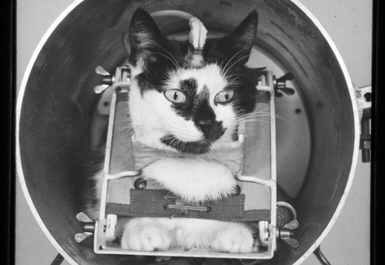 Uzaya giden ilk kediyle tanışın! Hayat Haberleri