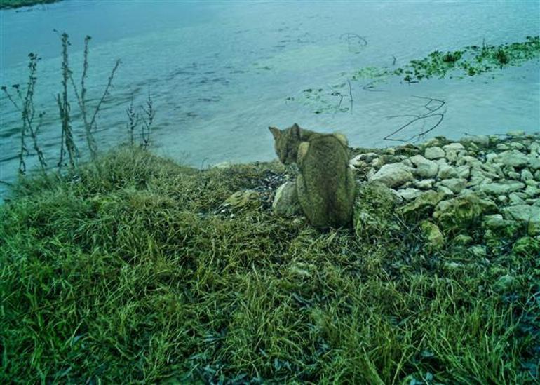 Saz Kedi Cinsi ve �zellikleri