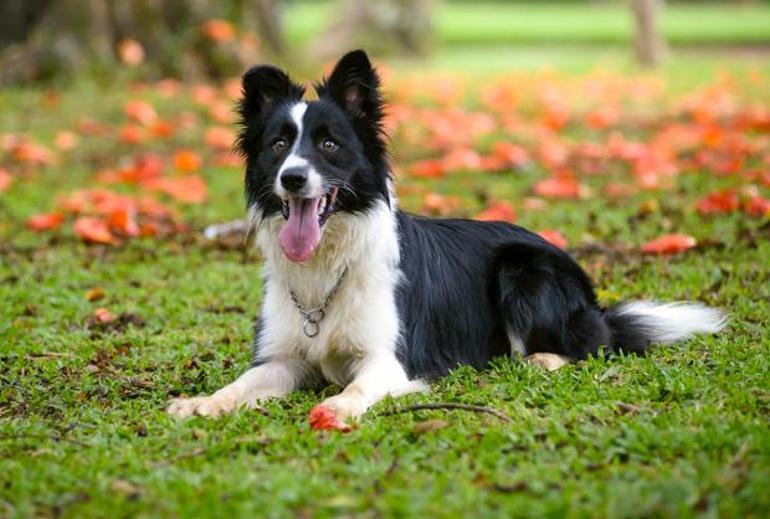 Büyük Süs Köpekleri