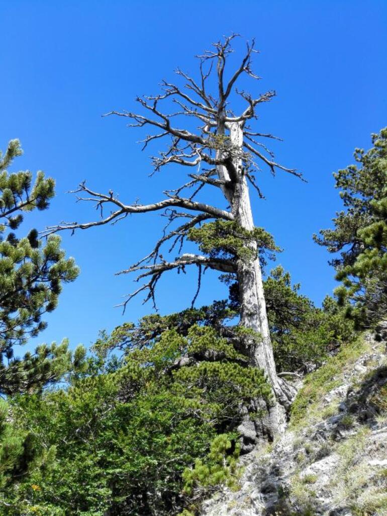 Avrupa'nın en yaşlı ağacı yaklaşık bin 230 yaşında - Teknoloji Haberleri