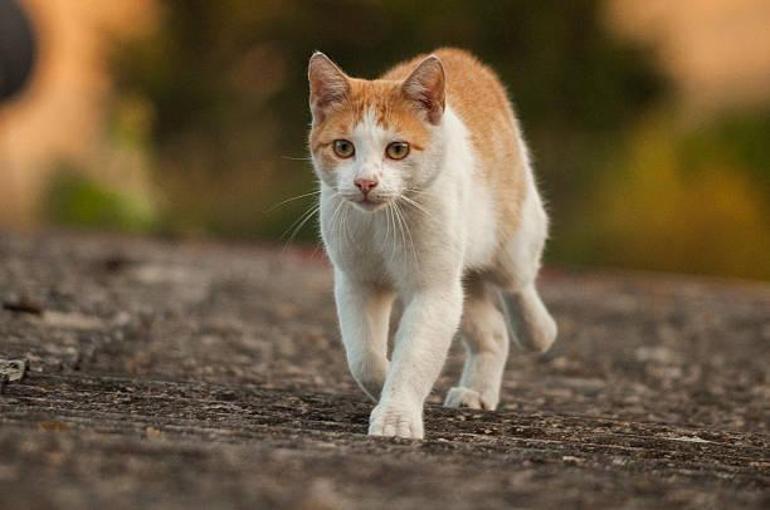 Kaybolan Kedi Evini Bulabilirmi