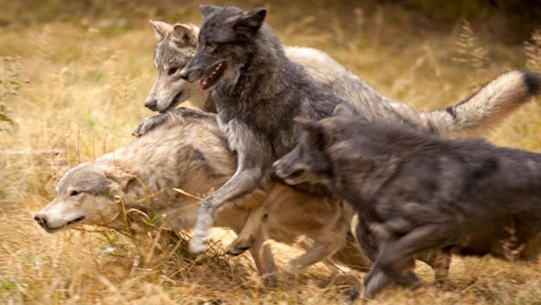 Kurt Surusu Almanya Da 40 Koyunu Oldurdu Italya Kangal Tavsiye Etti Haberler