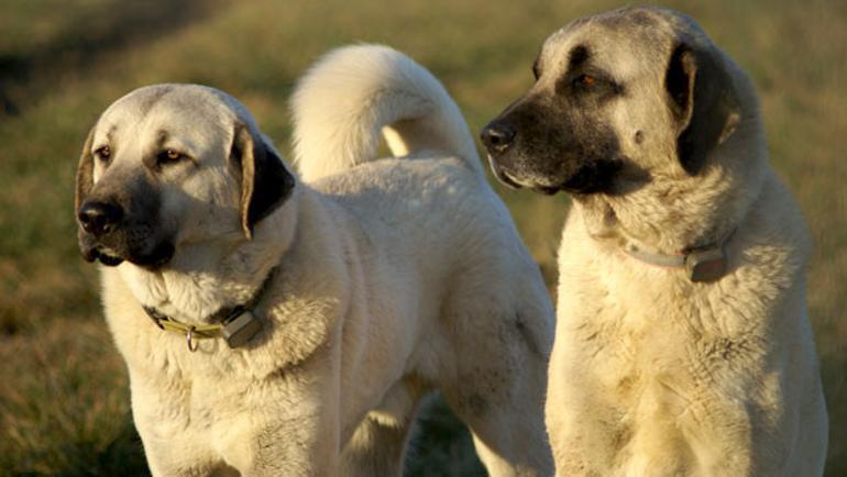 Kurt Surusu Almanya Da 40 Koyunu Oldurdu Italya Kangal Tavsiye Etti Avrupa Haberleri Kurt Surusu Almanya Da 40 Koyunu Oldurdu Italya Kangal Tavsiye Etti Avrupa Haberleri