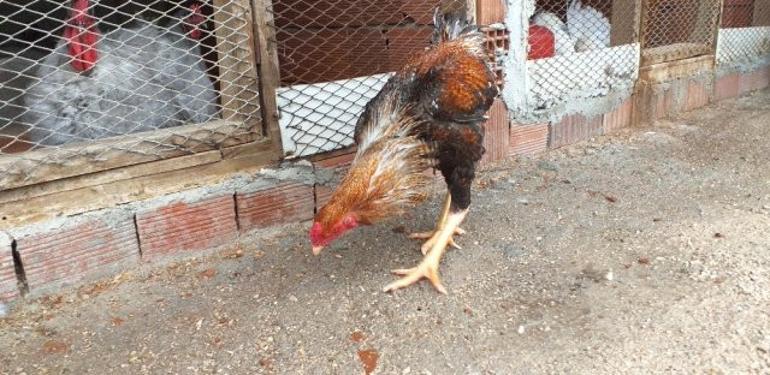 Brezilya Dan Getirdi Dunyanin En Buyugu Simdi Siparislere Yetisemiyor Haberler