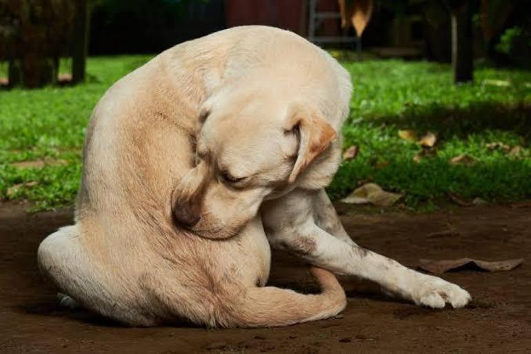 Köpek Derisinde Kızarıklık