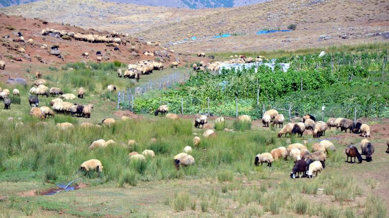 Şenyayla başarılı operasyonlarla huzura kavuştu