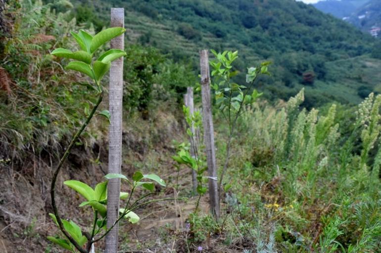 Trabzon lavanta bahçeleriyle de anılacak