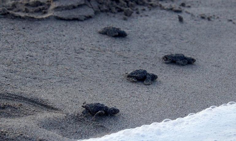 Caretta carettaların kum tepeleriyle ünlü yuvası: Patara