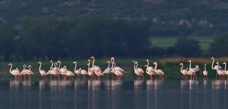 Flamingoların bir gölü daha kurudu