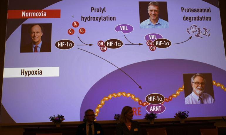 2019 Nobel Tıp Ödülü'nü kazananlar açıklandı