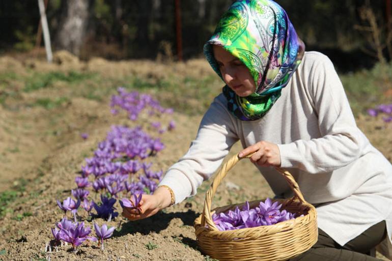 Kilosu 30 bin TL'den satılıyor! Onun için Türkiye'ye resmen akın ediyorlar