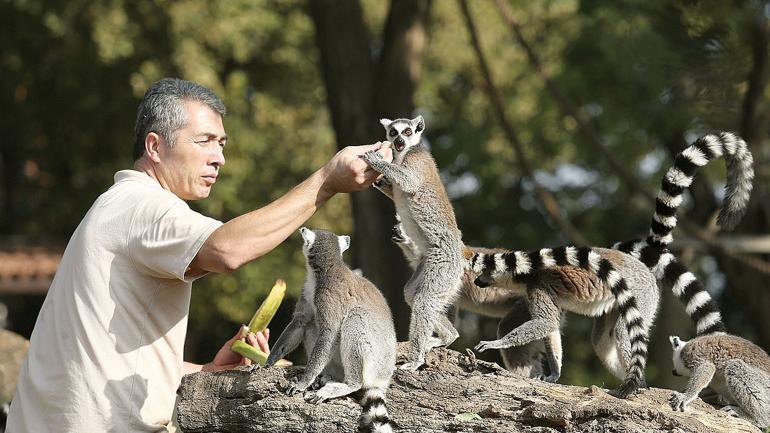 Mutlu yıllar lemurlar