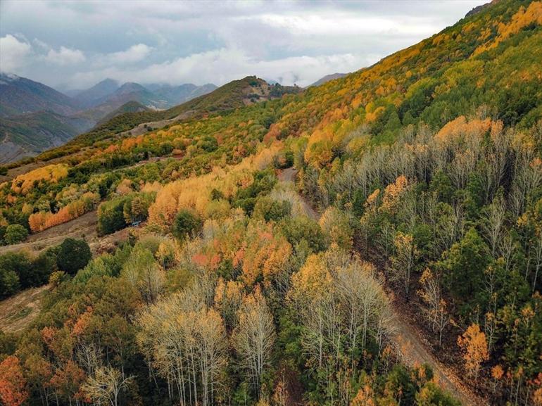 Tunceli ormanları sonbahar renkleriyle bir başka güzel